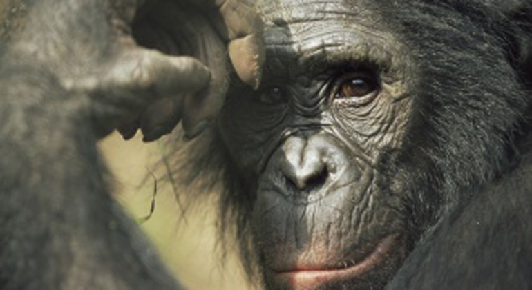 wwf. at | Verlierer 2014: Menschenaffen Bonobo