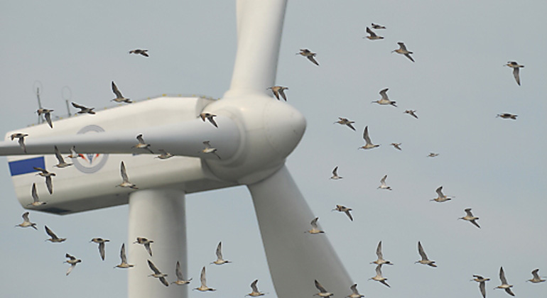 Changhua Coast Conservation Action/Flickr - Ein Vogelschwarm navigiert hier vollkommen unbeschadet um und durch eine chinesische Windturbine.