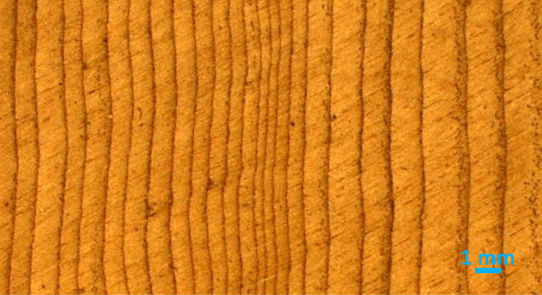 I. Heinrich, GFZ | Typical annual ring pattern of Juniperus excelsa, with widely varying and sometimes very narrow growth rings.