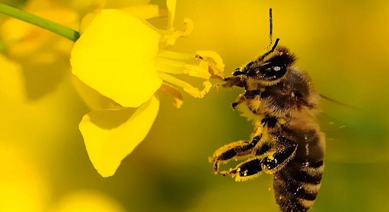 oekomverlag | Stephan Lorenz / Kerstin Stark (Hrsg.) "Menschen und Bienen - Ein nachhaltiges Miteinander in Gefahr"