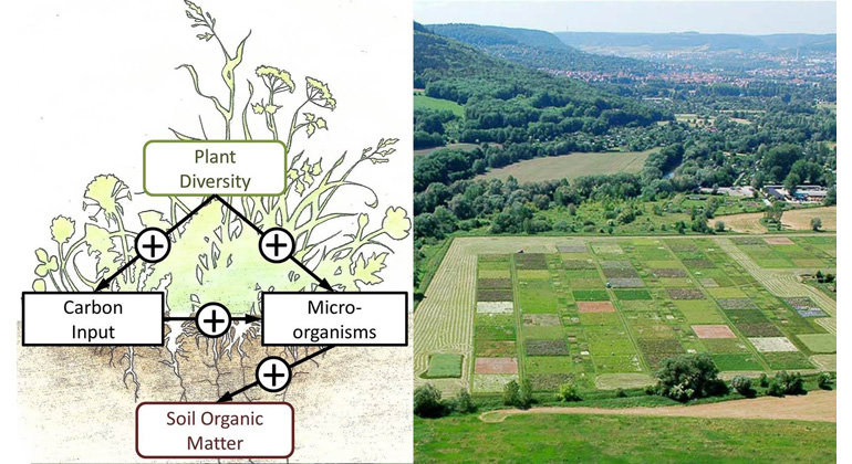 Graphik: Markus Lange & Lisa Geesink, Bildautor: Alexandra Weigelt © MPI-BGC | links: Positiver Einfluss der Pflanzendiversität auf mikrobielle Kohlenstoffspei-cherung, rechts: die Versuchsfeld der Langzeitstudie 'Jena Experiment'