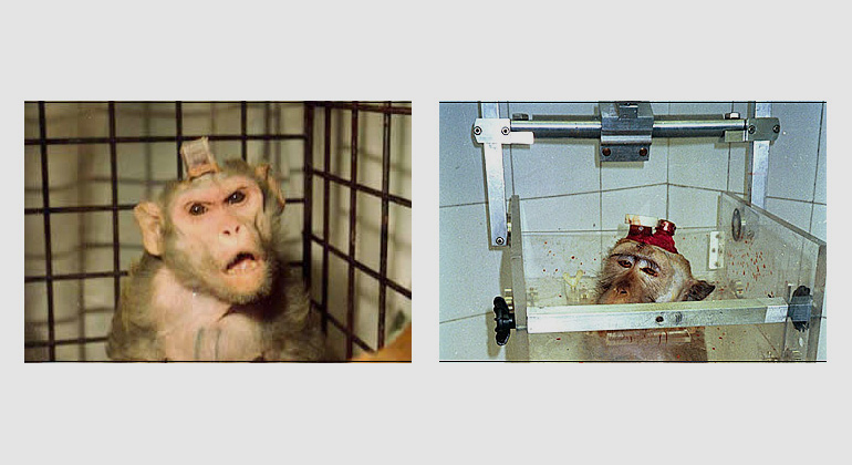 aerzte-gegen-tierversuche.de | PeTA | AESOP Project |Affe mit implantierten Elektroden - Affe mit Elektroden und Kopfhalter in einem Primatenstuhl.