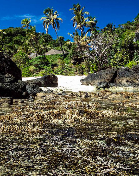 unibe.ch | Pete Mumby | Meereserwärmung und Versauerung der Ozeane führen zum Korallensterben wie auf den Fidschi-Inseln - und haben weitreichende Folgen für die lokale Bevölkerung, den weltweiten Fischfang und Tourismus.