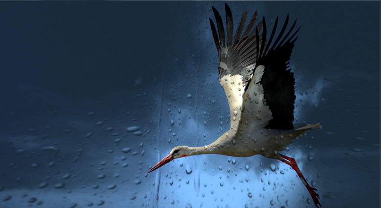 /pixabay.com | robert_c | Der Storch ist ein Langstreckenflieger.