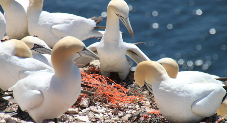 AWI | TRonge | Basstölpel (Morus bassanus) auf Helgoland nutzen alte Fischernetze als Nistmaterial