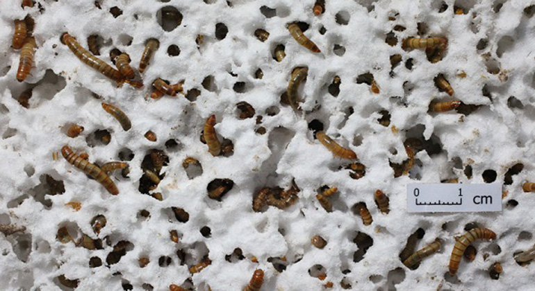 stanford.edu | Yu Yang | Mealworms munch on Styrofoam, a hopeful sign that solutions to plastics pollution exist. Wei-Min Wu, a senior research engineer in the Department of Civil and Environmental Engineering, discovered the larvae can live on polystyrene.