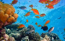 pixabay.com | joakant | Great Barrier Reef