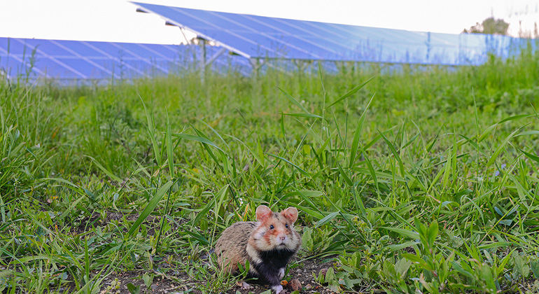 Wien Energie/Wiener Wildnis - Popp-Hackner | Feldhamster am Gelände des Bürgersolarkraftwerks Rosiwalgasse.