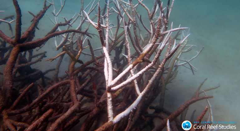 Johanna Leonhardt/JCU | Das typische Orange-Rot von Korallen entsteht durch symbiotische Algen, die für die Korallen lebenswichtig sind. Diese verschwinden durch das erwärmte Meerwasser – die Korallen verbleichen.