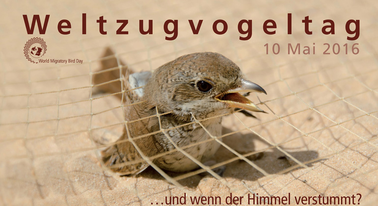 worldmigratorybirdday.org | Stoppt Wilderei und illegalen Handel!