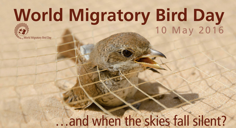 worldmigratorybirdday.org | Stop the illegal killing, taking and trade!