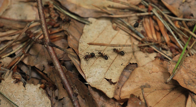 idiv.de | Biodiversitäts-Exploratorien-Ilka Mai | Ameisen in der Laubstreu, Nationalpark Hainich-Dün, Deutschland