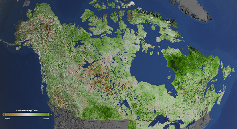 Cindy Starr/GSFC/NASA | Sträucher und Büsche statt Grasland – die Ökosysteme im hohen Norden verändern sich Dunkelgrün bedeutet eine starke Zunahme der Vegetation, dunkelbraun eine starke Abnahme.