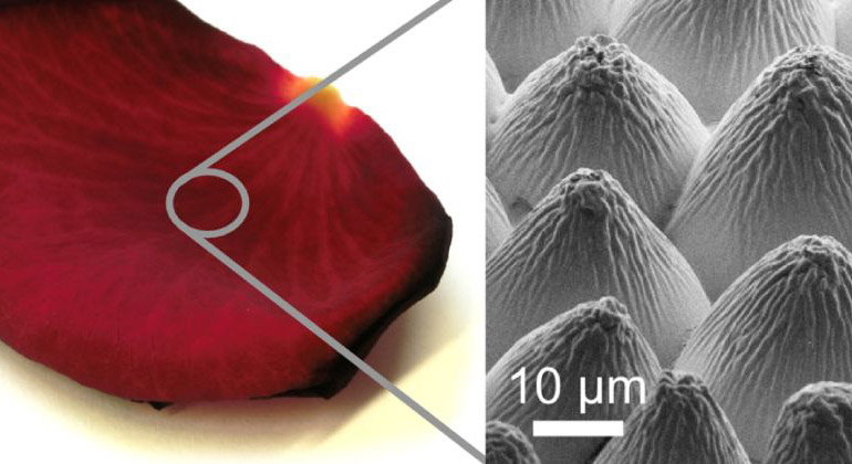 Guillaume Gomard, KIT) | Biomimetik: Die Epidermis eines Rosenblütenblatts wird in einer transparenten Schicht nachgebildet