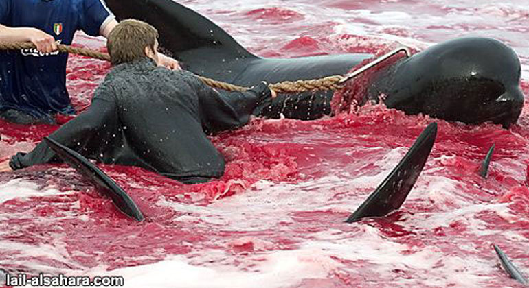 Massentötung von Weissseitendelphinen auf den Färöer-Inseln
