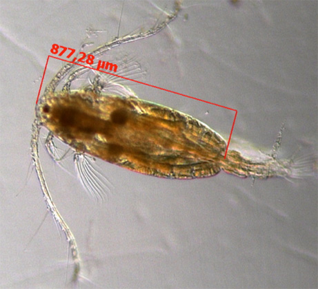 geomar.de | Jessica Garzke | Copepod