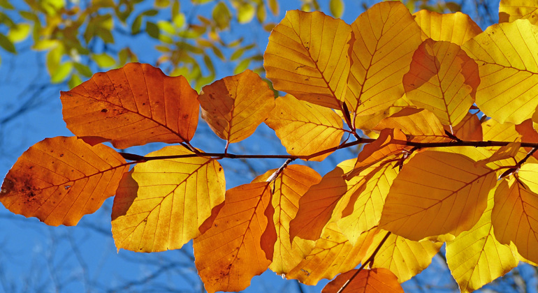 Which factors trigger leaf die-off in autumn?