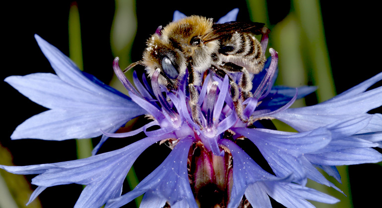 Universität Hohenheim | Rainer Prosi | Die Mohnbiene (Hoplitis papaveris) beim Blütenbesuch auf Kornblume. Diese Einsiedlerbiene ist bundesweit stark im Bestand gefährdet und eine typische Bienenart der Agrarlandschaft.