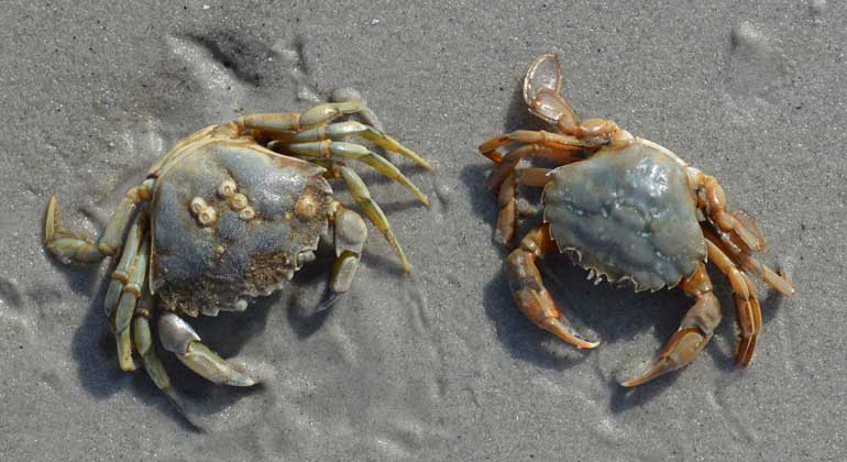 senckenberg.de | L. Kohlmorgen | Strand- und Schwimmkrabben fühlen sich durch die erhöhten Temperaturen im Jadebusen wohl.