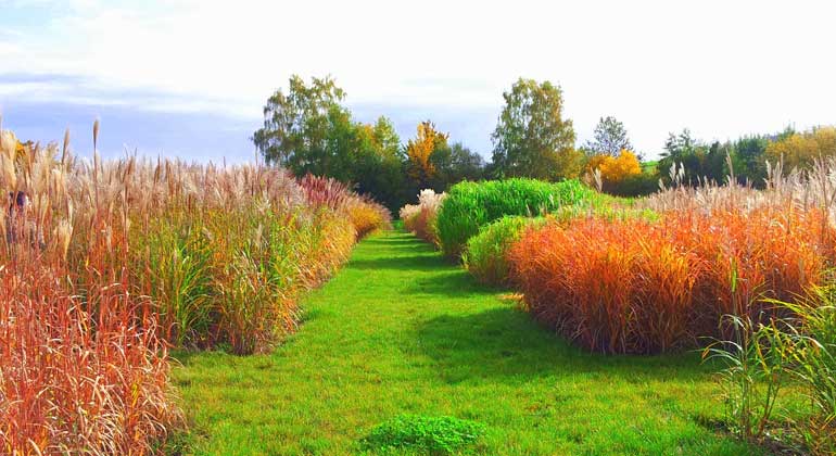 Universität Hohenheim / Olena Kalinina | Miscanthus auf Versuchsflächen der Universität Hohenheim