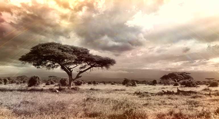 pixabay.com | cocoparisienne | Extreme dry periods alternating with rainy seasons characterize the savanna ecosystems. Savanna in East Africa.