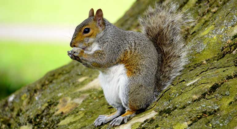 pixabay.com | MikeBird | The eastern grey squirrel, originally from North America, was introduced to various locations worldwide including the UK, where it has largely displaced the native red squirrel.