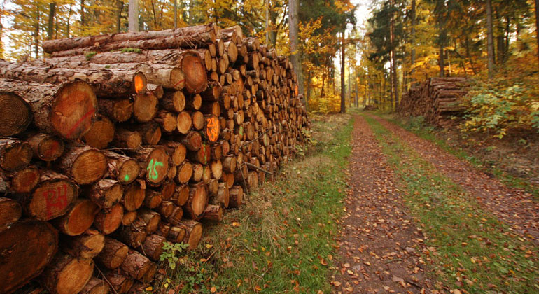 pixabay.com | Silvia11 | Holzeinschlag, Rodung und andere Formen veränderter Landnutzung führen zu höheren CO2-Emissionen als bisher vermutet.