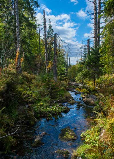 wildnisindeutschland.de | Natürlicher Bachlauf