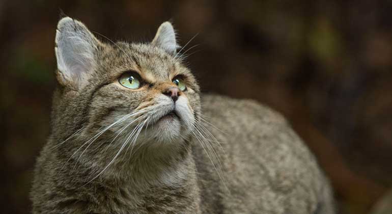 http://wildnisindeutschland.de | Rückzugsgebiet für die Wildkatze