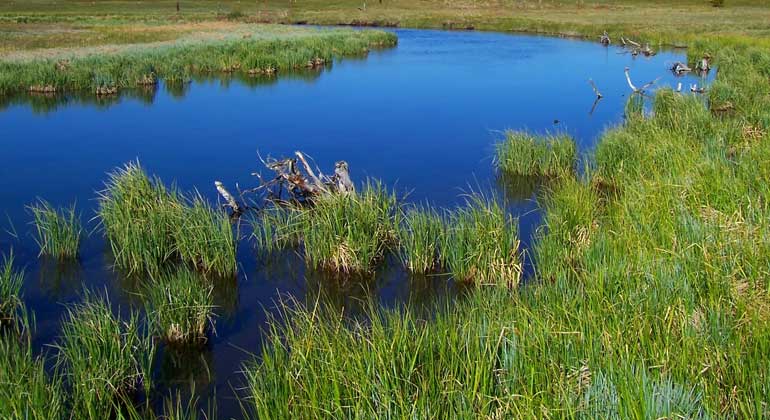 Increasing nitrogen fertilization could pollute rivers and worsen water scarcity