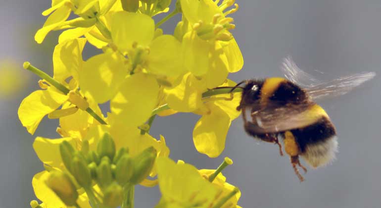 UHZ | Bumblebee pollinating field mustard. Plants pollinated by bumblebees become more fragrant.