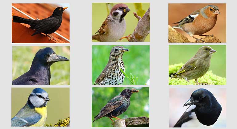 NABU | Amsel, Feldsperling, Buchfink, Saatkrähe, Singdrossel, Grünfink, Blaumeise, Star und Elster