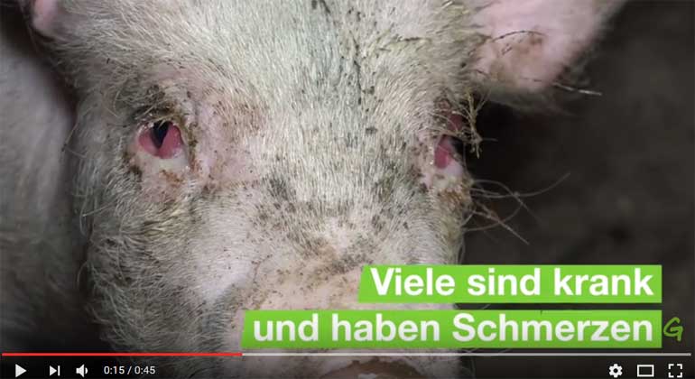 greenpeace.de | Screenshot youtube.com | Alltag im Schweinestall - Ein trauriger Anblick!