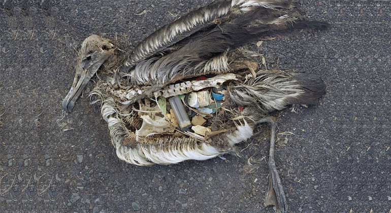 WikimediaCommons | Chris Jordan (via U.S. Fish and Wildlife Service Headquarters) / CC BY 2.0 | Die unveränderten Mageninhalte eines toten Albatross-Jungen, aufgenommen im September 2009 im Midway Atoll National Wildlife Refuge im Pazifik mit Plastik-Treibgut, das dem Jungtier von seinen Eltern gefüttert wurde.