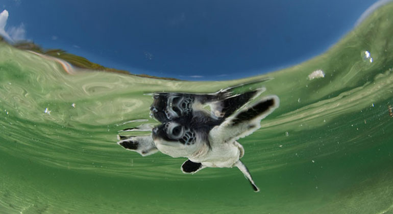 WWF | Jürgen Freund | Baby green turtle hatchling swimming to the sea still in the shallows of the beach. Anano Island, Wakatobi, South Sulawesi, Indonesia.