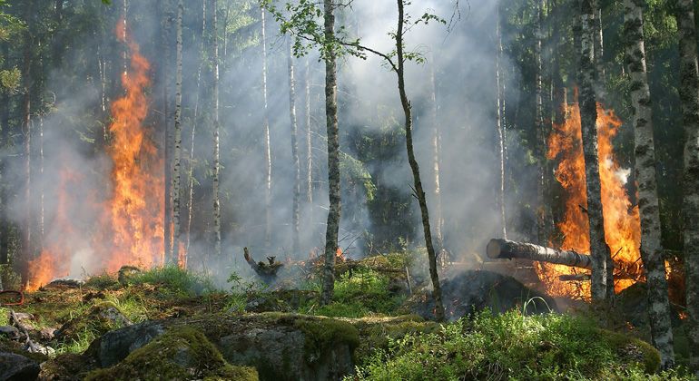 Die Waldbrände in Kanada lassen sich in diesem Sommer nicht mehr löschen