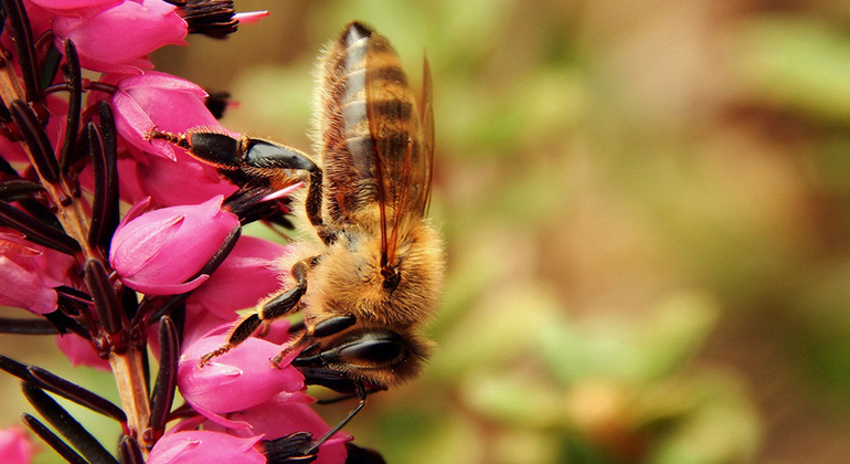 verschwinden von bienen und insekten gefährdet unsere