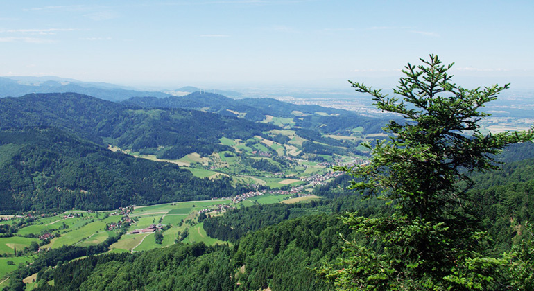 Jürgen Bauhus | Große Teile des Schwarzwalds und anderer Landschaften in Mitteleuropa sind dominiert von Fichtenwäldern, die vom Klimawandel besonders bedroht sind