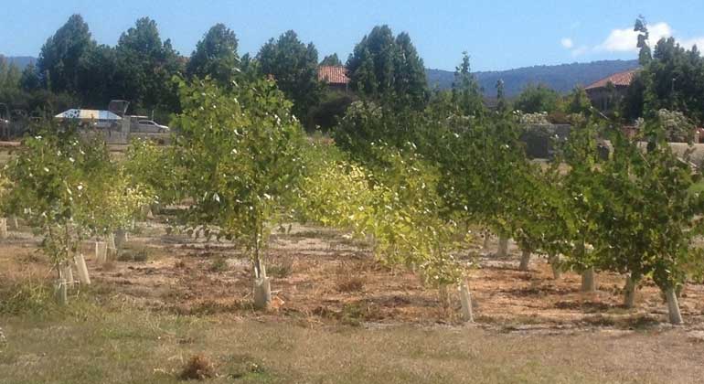 Michael Blaylock/Edenspace Systems Corporation | Trees growing on the Silicon Valley test site at the start of their third season. The second and fourth trees (from left) have been given microbes and are growing faster than the poplars with no microbes (first and third trees, from left).