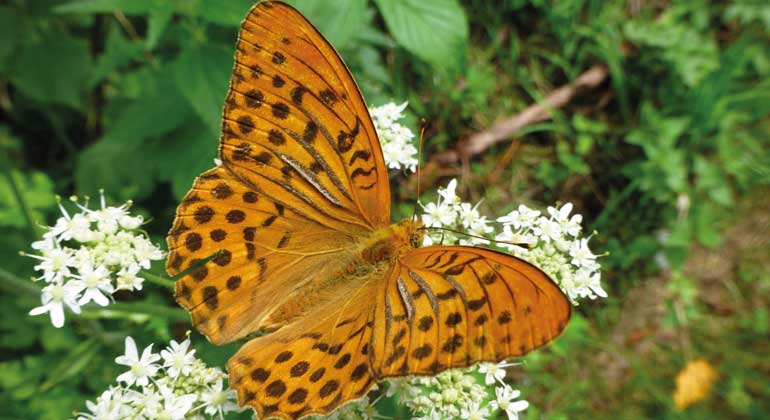 deutschewildtierstiftung.de | J.H.Reichholf | Kaisermantel