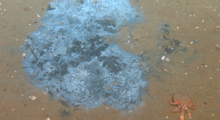 ROV KIEL6000, GEOMAR | Bacteria mats degrading methane on the seabed