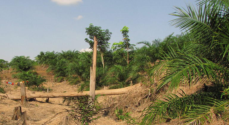 Andrew Barnes | A recently established smallholder oil-palm plantation in the Jambi region of Sumatra, Indonesia