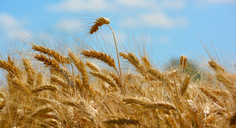 pixabay.com | stones | Der Klimawandel lässt den Weizen nicht besser wachsen – im Gegenteil.