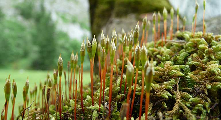 Thomas Kiebacher / Eidg. Forschungsanstalt WSL | Rudolph's trumpet moss is a rare species that is protected throughout Europe and occurs almost exclusively on sycamores. This specimen was found in the Grosser Ahornboden nature reserve in the Austrian Tyrol.