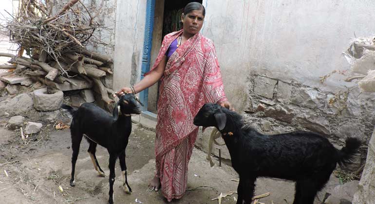 ANDHERI HILFE | Ningavva ist ein leuchtendes Beispiel für viele: 16.000 Schaf- und Ziegenhirten-Familien konnte ANDHERI HILFE inzwischen im indischen Bundesstaat Karnataka fördern.