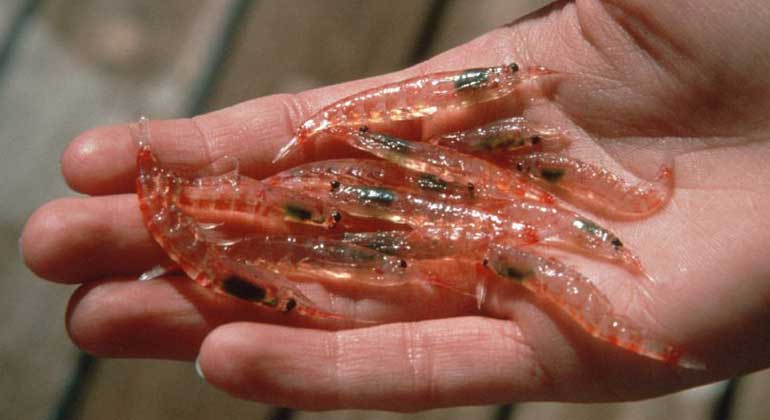 British Antarctic Survey | The life cycles of many Antarctic species, such as krill (Euphausia superba), are closely linked to sea ice