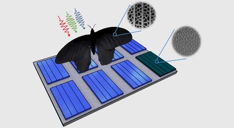 Radwanul H. Siddique, KIT/CalTech | Nanostrukturen auf dem Flügel von Pachliopta aristolochiae lassen sich auf Solarzellen übertragen und steigern deren Absorptionsraten um bis zu 200 Prozent.