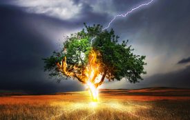 pixabay.com | Comfreak