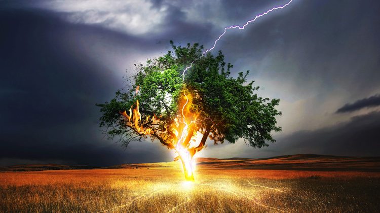 pixabay.com | Comfreak