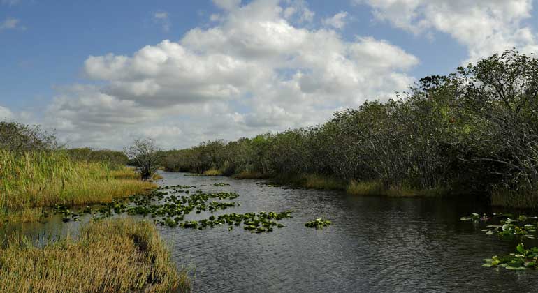 ZDF | Ralf Gemmecke | Everglades: Der Anstieg des Meeresspiegels könnte lebenswichtige Ökosysteme in den Everglades zerstören.